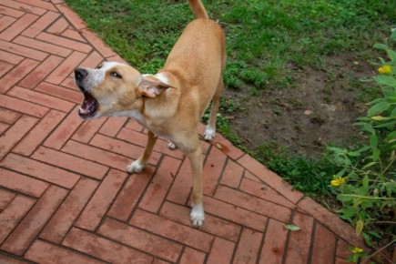 ������� ���: ������� �����, ������� ����� ������ ��������