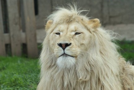 В Ижевском зоопарке 25 января празднуют день рождения льва Оскара