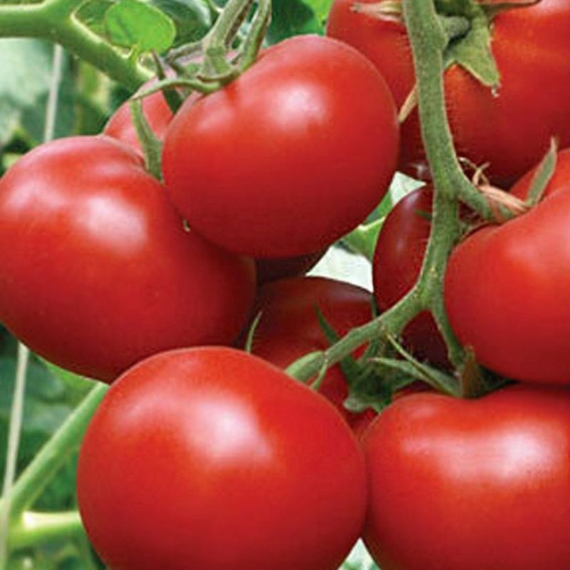 Дружные ребята: как тепличный томат даёт ранний и дружный урожай