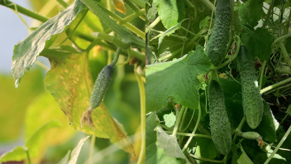 Как простой дедовский подход к подкормке превратил огурцы в спелый урожай