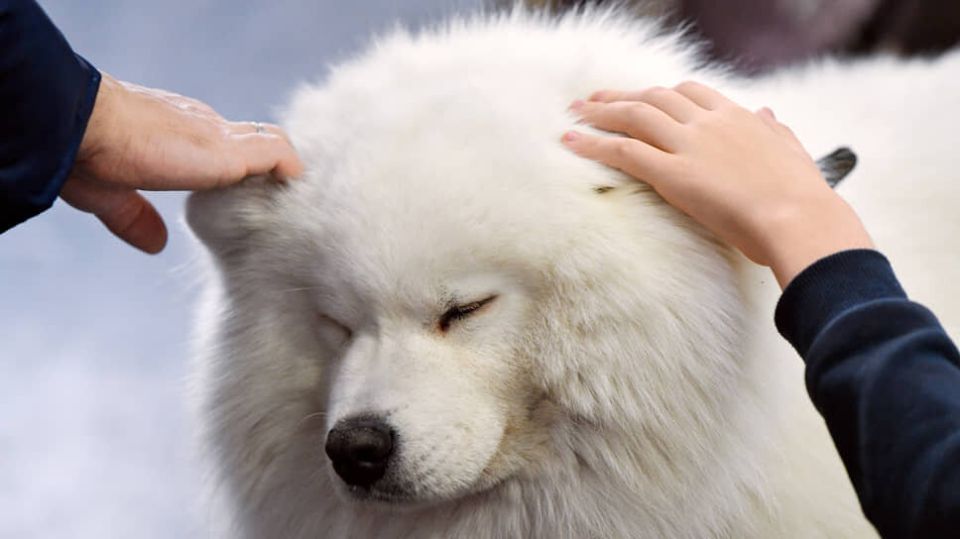 Как новый ответственные подход к животным может сменить привычки владельцев