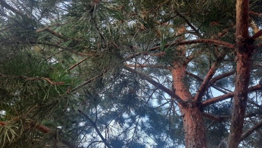 Когда хвоя приносит пользу дома и на участке