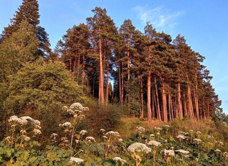 В Удмуртии утвердили список опасных чужеродных растений