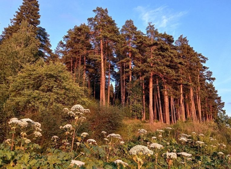В Удмуртии утвердили список опасных чужеродных растений