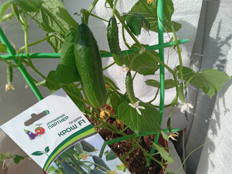Теневыносливый компактный огурец Крош стал любимцем подоконника