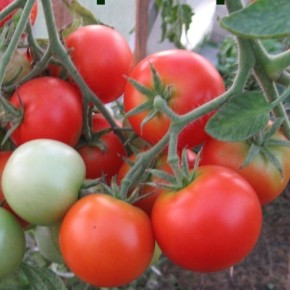 Эфемер: как вырастить ультраранний томат для открытого грунта и успеть до фитофтороза