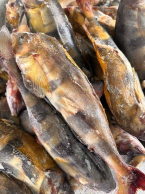 Терпуг из Курильских островов: свежий улов по доступной цене