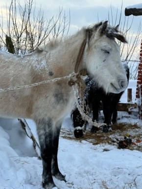 Замерзающих лошадей в деревне Кашабеги Завьяловского района никто не спешит спасать