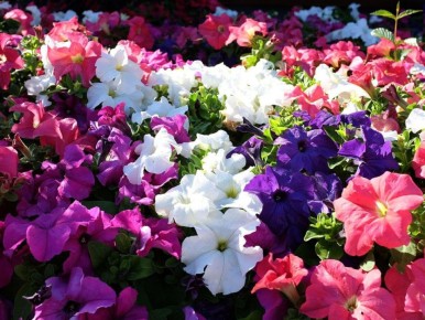 ���������� ������ �������: ��� ���������� ��������� � ������ ��������