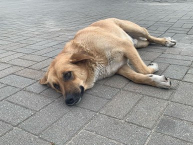 ������ ����� ����������� �������� � ��������� �������� �� ���� ����������� �����