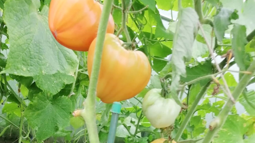 Как вырастить томаты до 700 граммов: секреты крупноплодных сортов