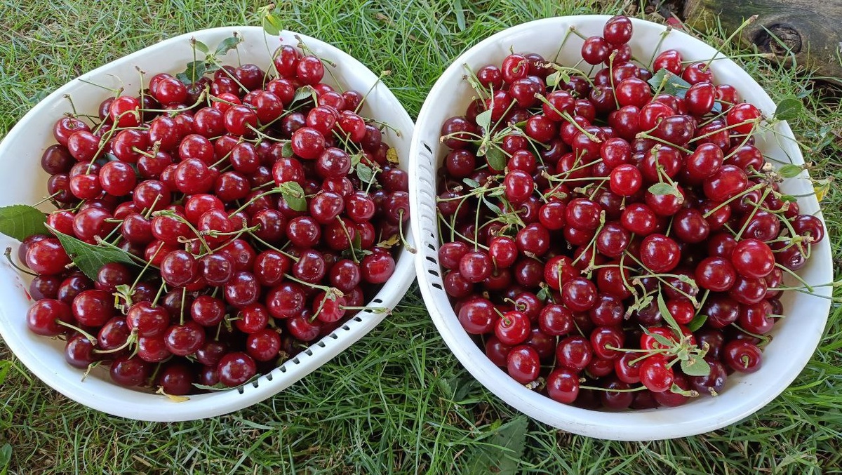 Как подготовить сад к зиме: осенние советы для успешного урожая