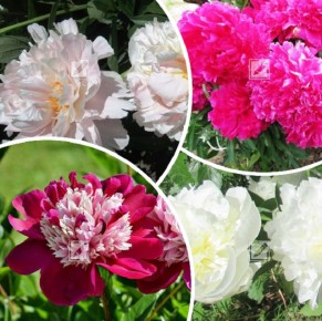 ��� ��������� ��������� �� �������: ������� ����� � ���������