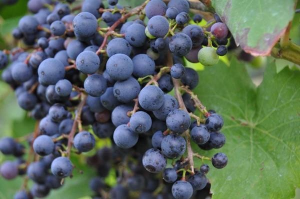 Фиолетовый ранний: классика виноградарства, проверенная временем