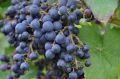 Фиолетовый ранний: классика виноградарства, проверенная временем
