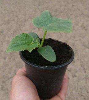 ��� ��������� ������� ������� �������: �������� ���������������� ������