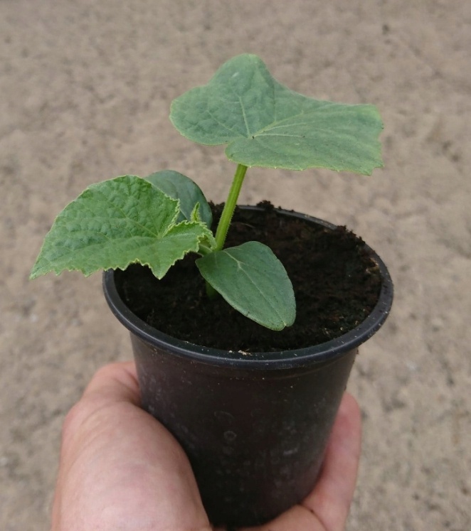 Как вырастить крепкую рассаду огурцов: избегаем распространенных ошибок