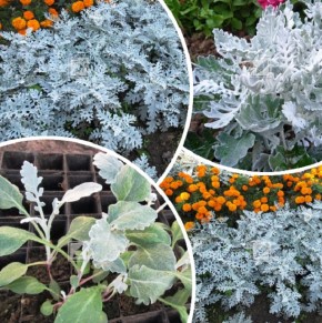 ���������: ��� ��������� �� ����� �������� ������ ��� ������