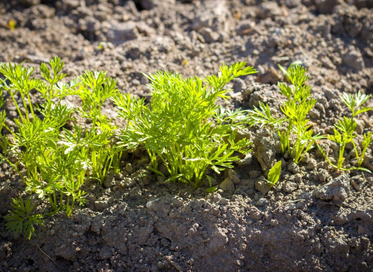 Когда осенью собирать морковь: секреты идеального урожая