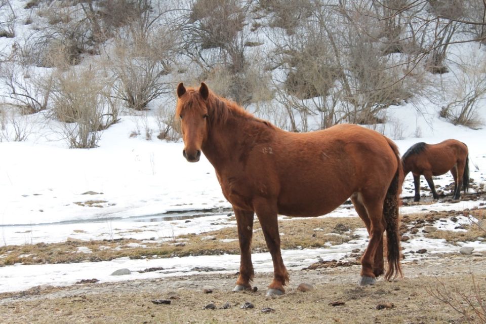 Уход за копытами коров, лошадей, коз и овец