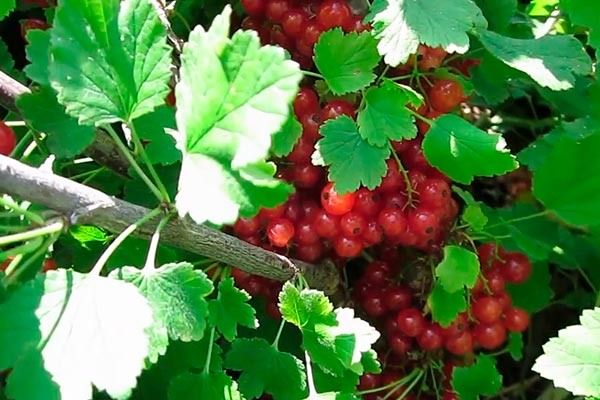 Смородина Дана: как вырастить ягодный шедевр на своем участке