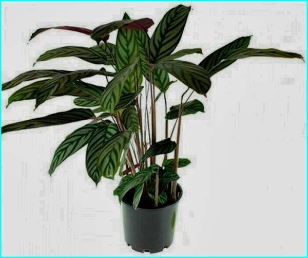 Ктенанта: как зеленый друг преобразит ваш дом