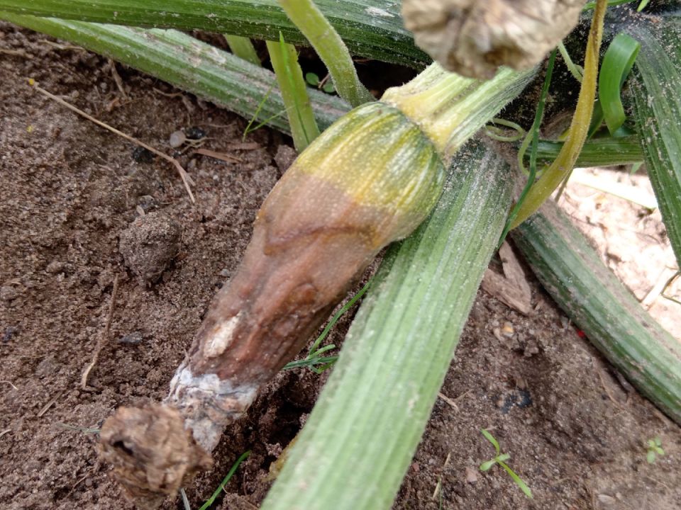 ��� ������, ���� ������� ������, � ������ ���?