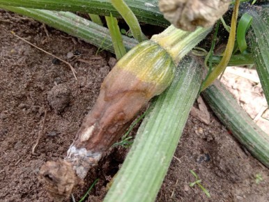 ��� ������, ���� ������� ������, � ������ ���?