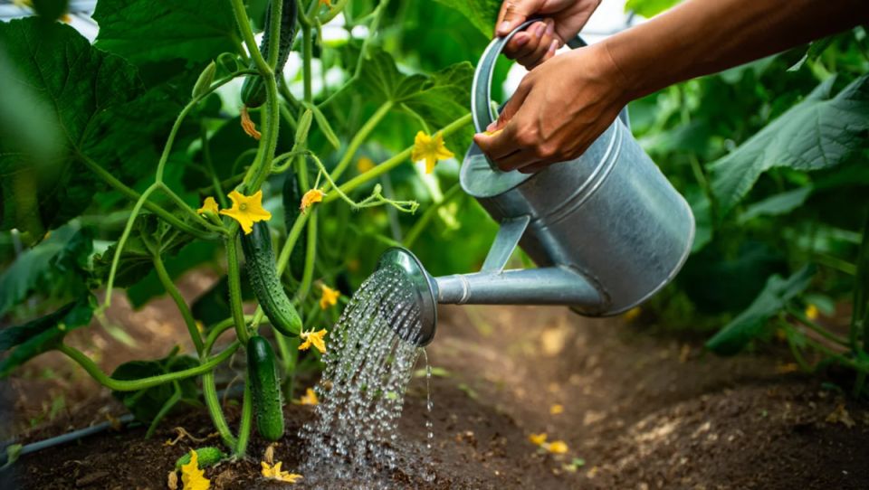 Как получить максимальный урожай огурцов: секреты полива и добавки