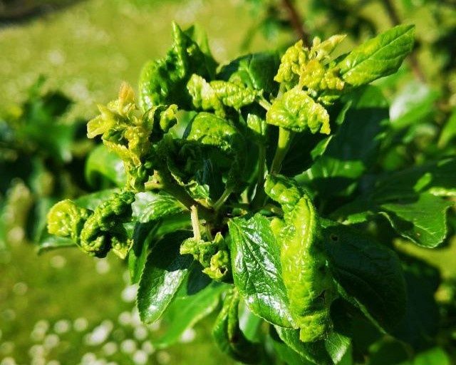 Падение тли: как защитить урожай от вредителей