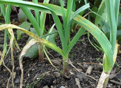 Советы по уходу за озимым чесноком: как добиться отличного урожая