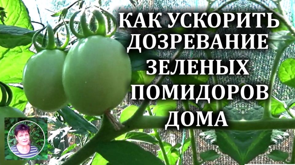 ��� ������ ������� ��������� ������� ������� ����