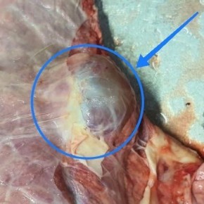 ������ ������ ���������: ���������� � ������� ��������� �� �������� ������������� ����