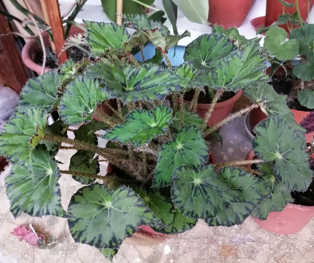 Весеннее пробуждение: как правильно пересаживать комнатные растения в феврале