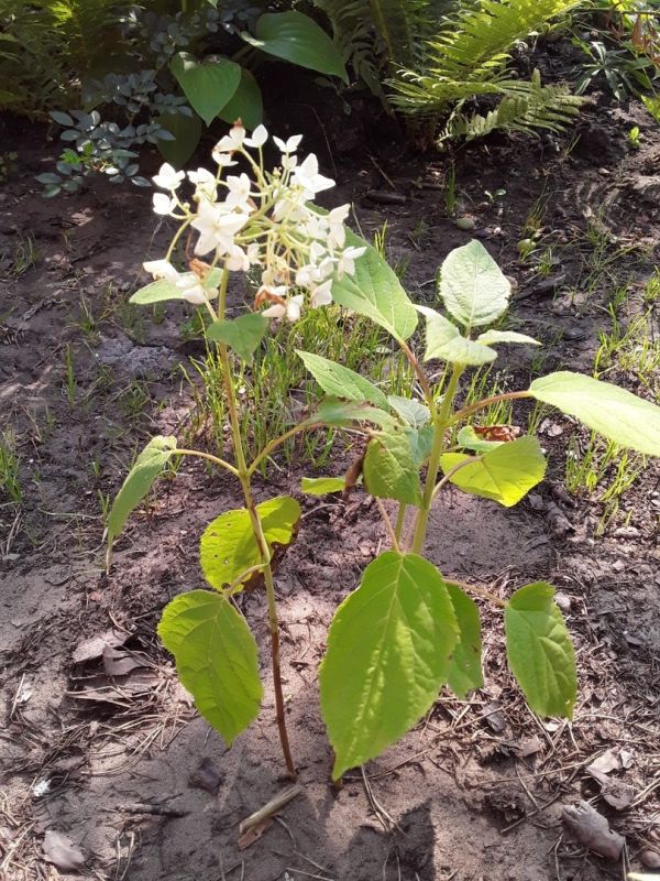 ��� ����� ����� � ����������� ���������: ���� � ��������