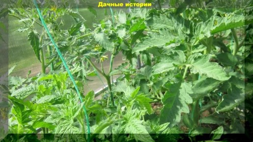 ��� ������� ������� ���������� ��������� �������: ������� ����������� �����