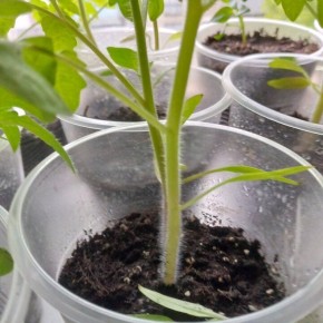 ���� � ����� �������: ��� ��� ����������?