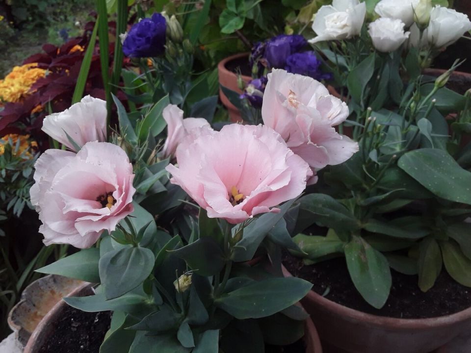 Цветы для красоты: как удивить садоводов и соседей