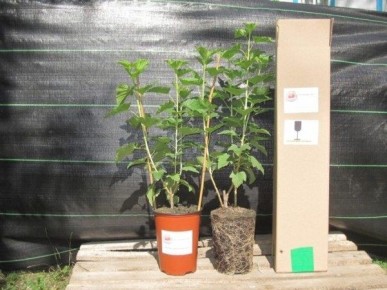 ��� ��������� ������ ���������: ������ � ������