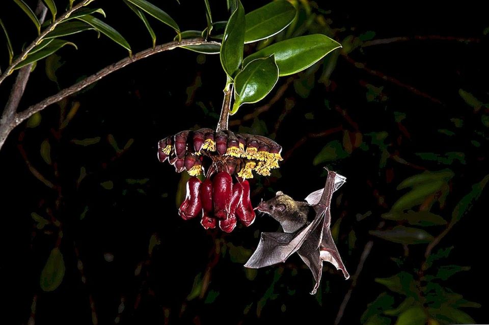 Лиана, которая соблазняет летучих мышей: тайны маркгравии эвения