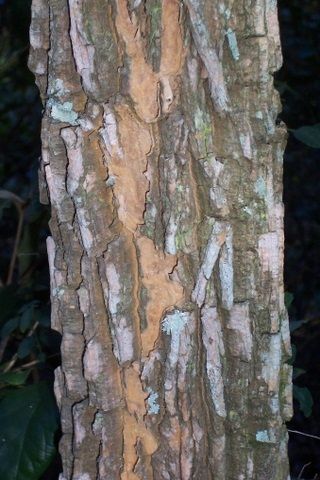 Питури: тайна курительных традиций аборигенов Австралии