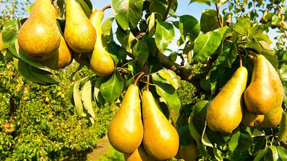 ��� ��������� ������� ����� ��� ����������: ������ ����������� ����� ��� ������ ����