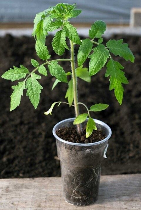 ��� ��������� �������� �������: ������� ����������� ����