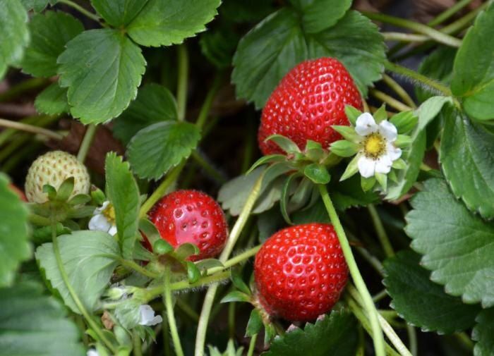 ��������� ���������: ������ ��� �������� �������