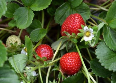 ��������� ���������: ������ ��� �������� �������