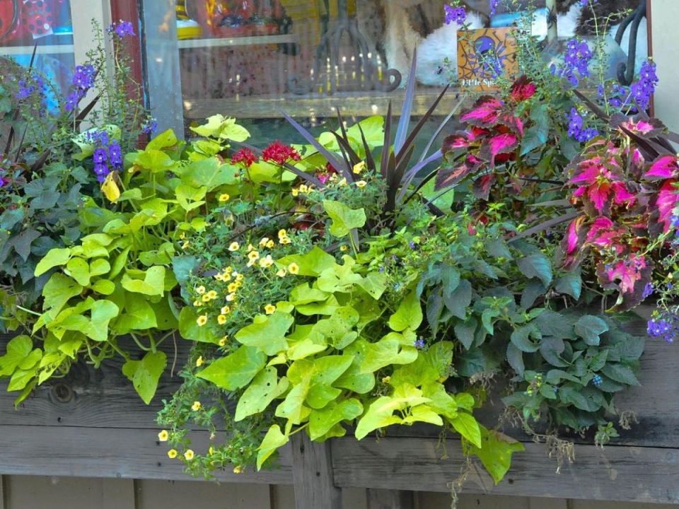 ��� ��������� ������� ��������� ����� �� �����: ������ � ������������