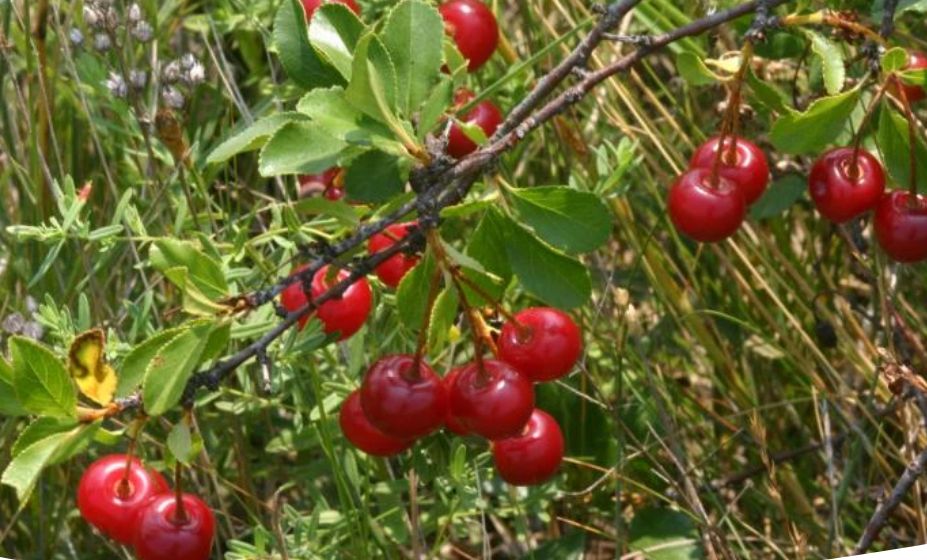 Уход за вишней после сбора урожая: важные этапы осеннего ухода
