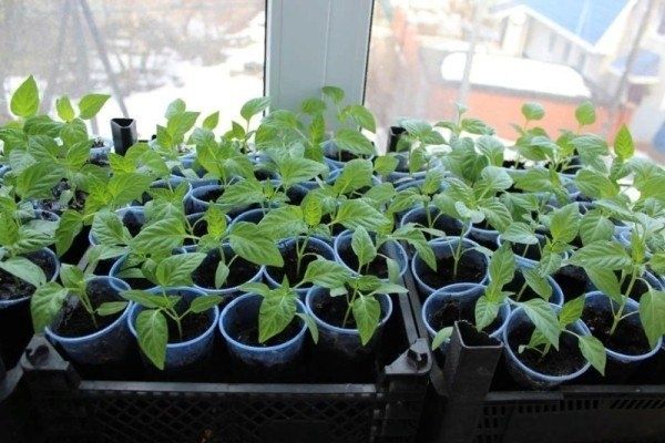 Как предотвратить вытягивание рассады: полезные советы для садоводов