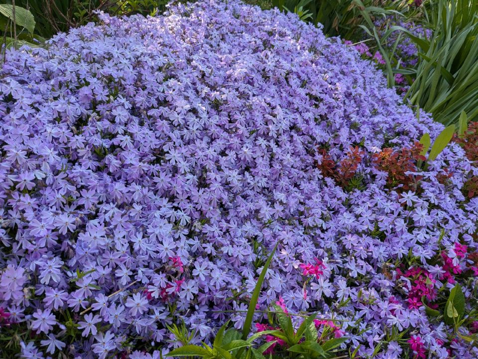 Садоводы и их загадочные терзания: Почему критика чужих садов становится привычкой?