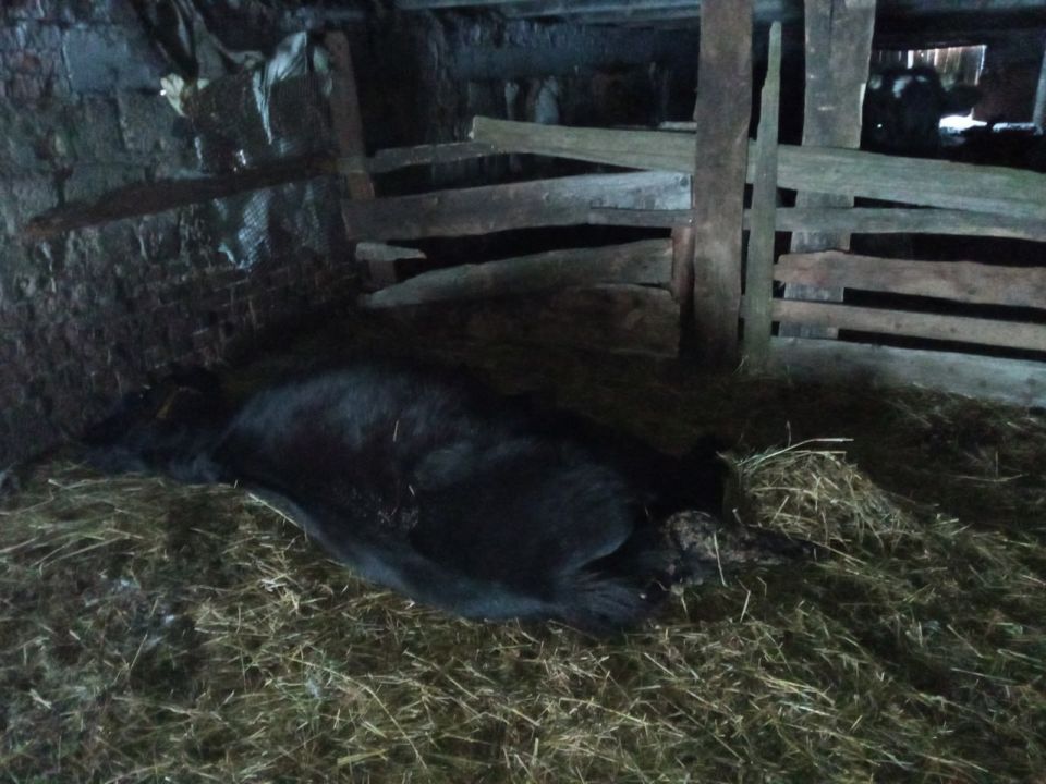 Результаты анализов, взятых у лошадей в деревне Кашабеги, опубликовало Главное управление ветеринарии Удмуртии